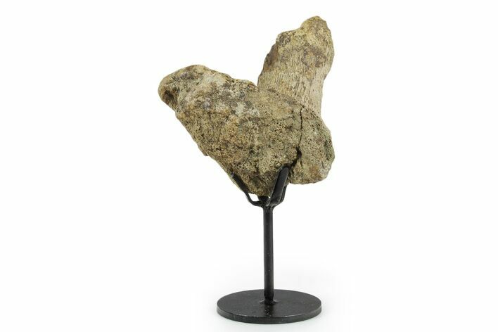 Fossil Triceratops Vertebra Section w/ Metal Stand - South Dakota #350629